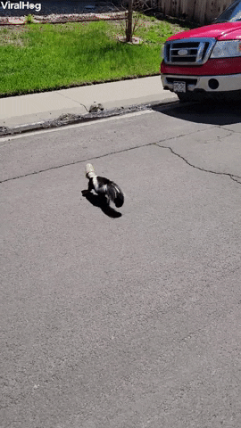 Skunks Lucky Day GIF by ViralHog