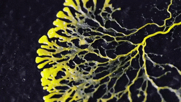 Slime Mold GIF by Science Friday