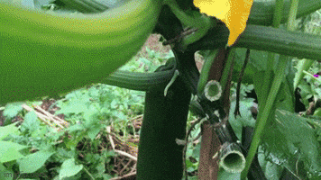 Organic Backyard Gardening Channel Via Youtube GIF