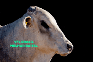 VFL BRASIL GIF