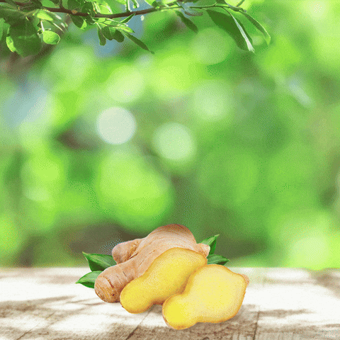 GIF by Pan pivo