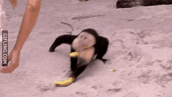 monkey steal GIF