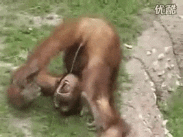 monkey pee GIF