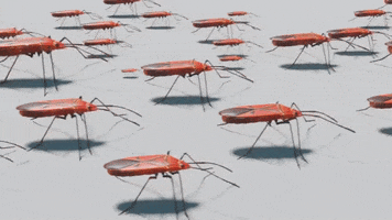 Bugs They Are Coming GIF by Zacxophone