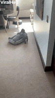 Doggy Drags His Bed Into Warm Winter Sun GIF by ViralHog