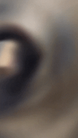 Fitness GIF