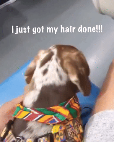 I Just Got My Hair Done GIF