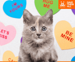 Valentines Day Love GIF by Best Friends Animal Society