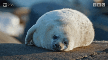 Tired Wildlife GIF by PBS
