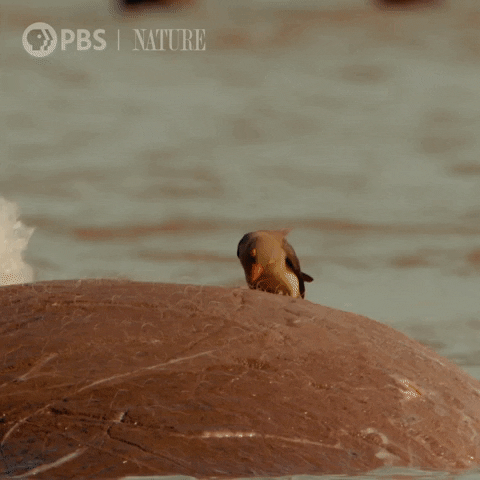 Run Away Watch Out GIF by Nature on PBS