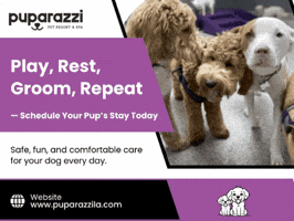 Dog Daycare Services GIF