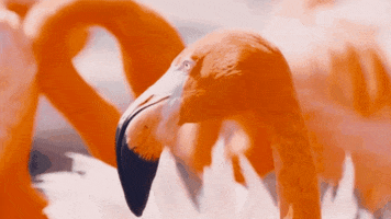 Side Eye Fuming GIF by SeaWorld