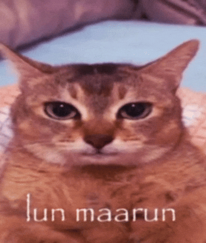 Lun-Maarun-Staring-Cat-Reaction-Meme GIF