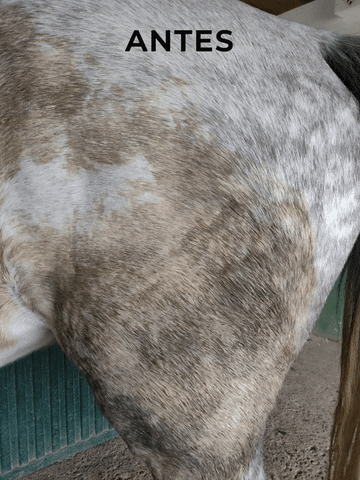 GIF by My Horseback View