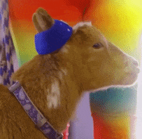 Goat GIF