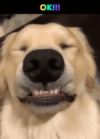 Excited Golden Retriever GIF by MOODMAN - Find & Share on GIPHY