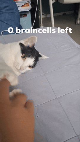 Cat GIF