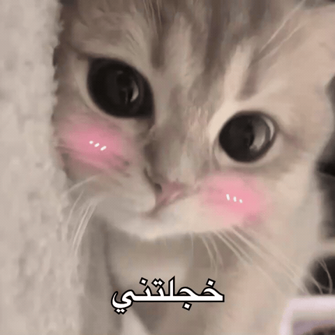 Cat Iraq GIF by Bashar