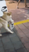 dog shopping GIF