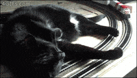 cat-train-zl87HvRfVfxew