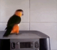 Happy-bird GIFs - Get the best GIF on GIPHY