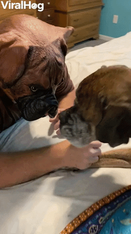 Boxer Dogs Confused By Masked Human GIF by ViralHog