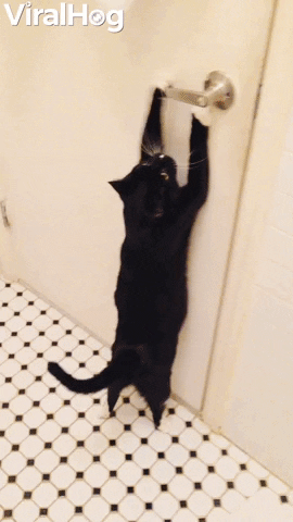 Sid The Cat Cant Be Stopped By Closed Doors GIF by ViralHog