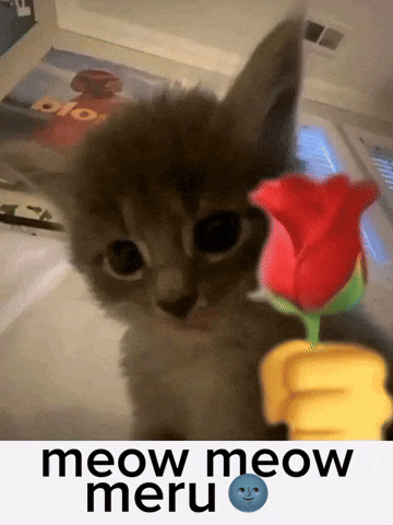Cat Astana GIF