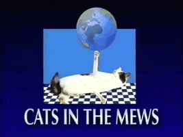 Cats In The Mews GIF