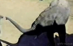 elephants peck GIF