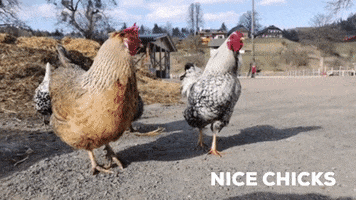 Ponyhof KlippKlapp GIF