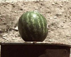 bullet melon GIF
