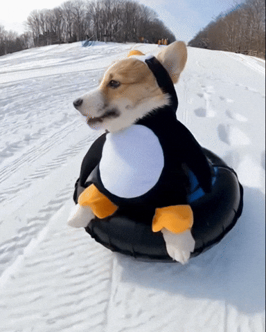 Corgi Cutecorgi GIF