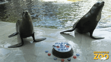 4Th Of July Friends GIF by Brookfield Zoo