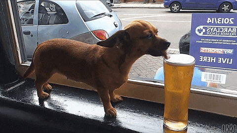  beer chihuahua thirsty dachshund drinking beer GIF