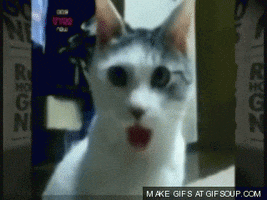 Shocked Cat GIFs - Find & Share on GIPHY