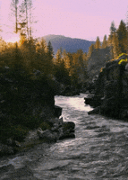 river salmon GIF