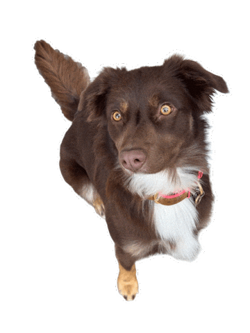 Dog Family Sticker by JusComte.de