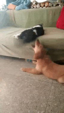 cat punches GIF