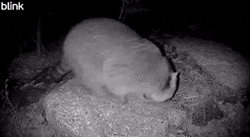 Fat GIF