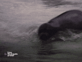 Seal Ffaa GIF by Fries Film & Audio Archief