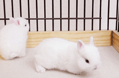 rabbit GIF