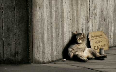 Cats Begs GIF - Find & Share on GIPHY