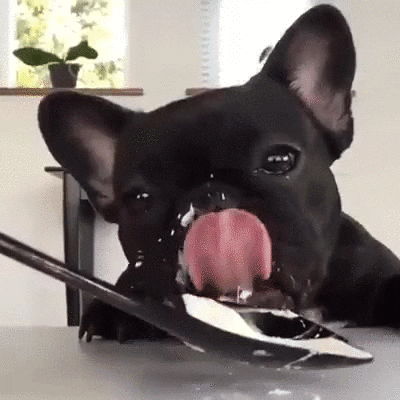 Dog Eats GIF - Find & Share on GIPHY
