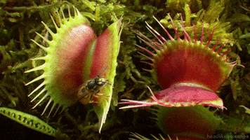 venus flytrap insect GIF by Head Like an Orange